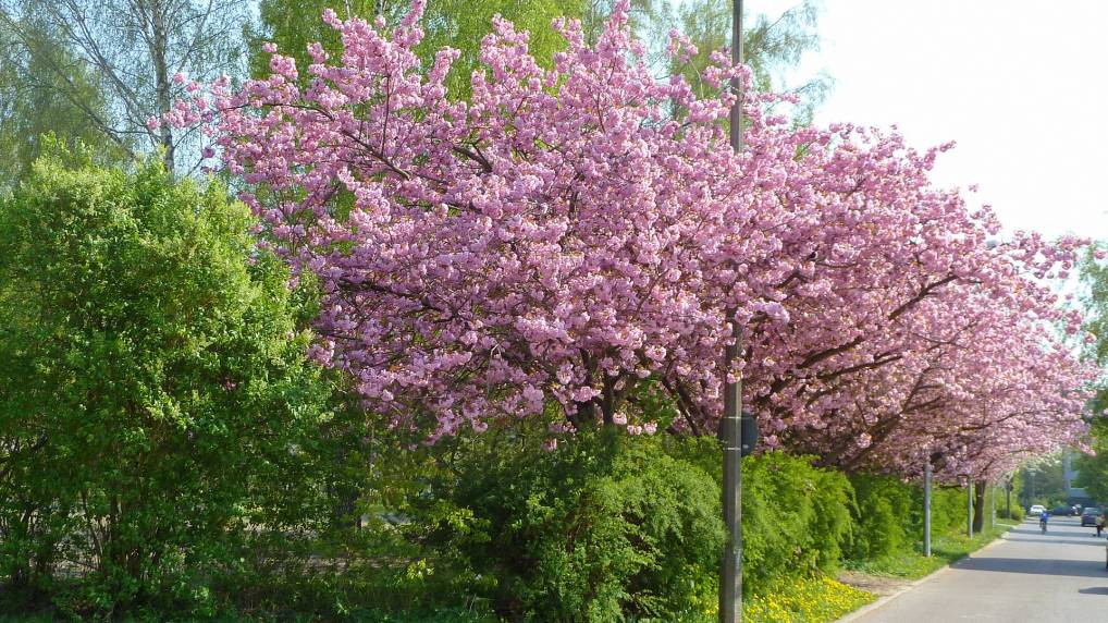 Japanische Bltenkirsche ( Prunus serrulata )