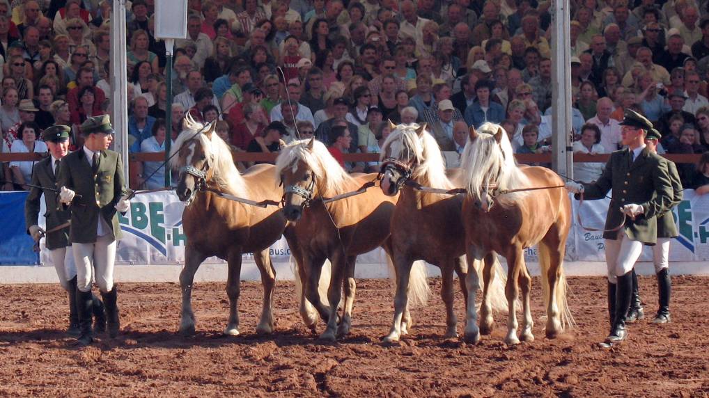 Redefiner Hengstparade 2006