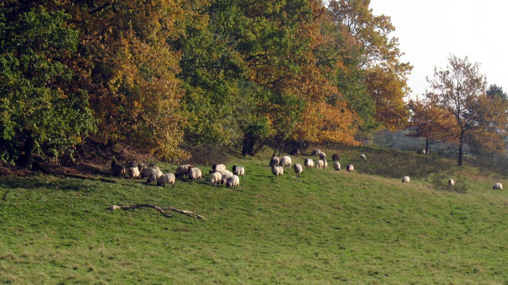 Rostocker Schweiz - Naturschutzgebiet Ksterbeck