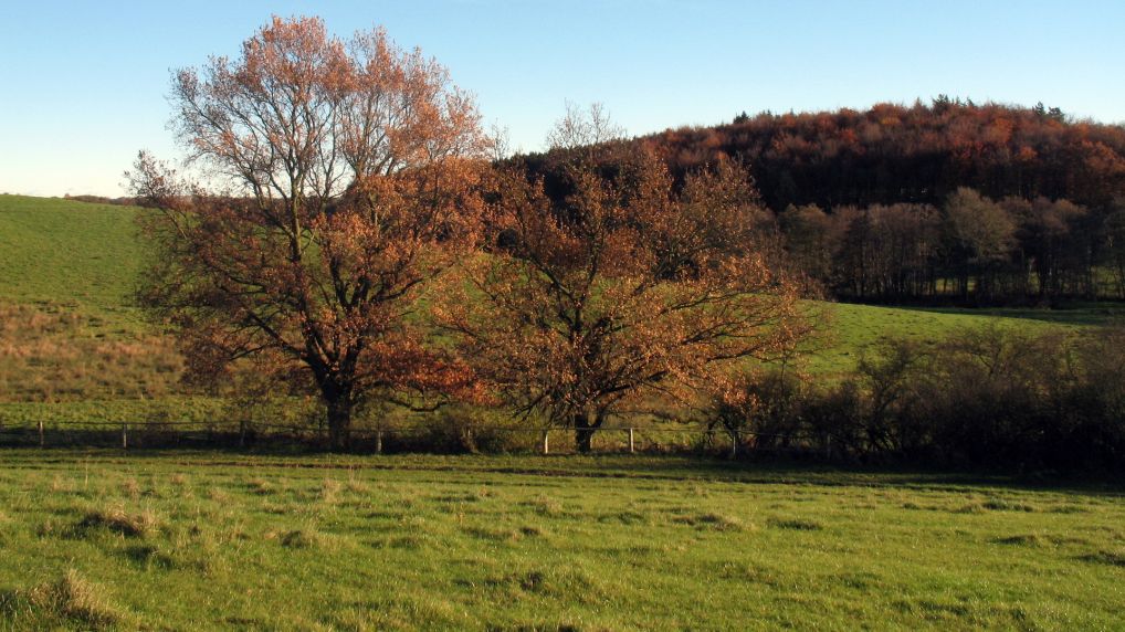 Rostocker Schweiz - Naturschutzgebiet Ksterbeck