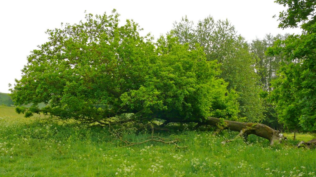 Rostocker Schweiz - Naturschutzgebiet Ksterbeck