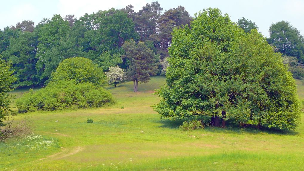 Rostocker Schweiz - Naturschutzgebiet Ksterbeck