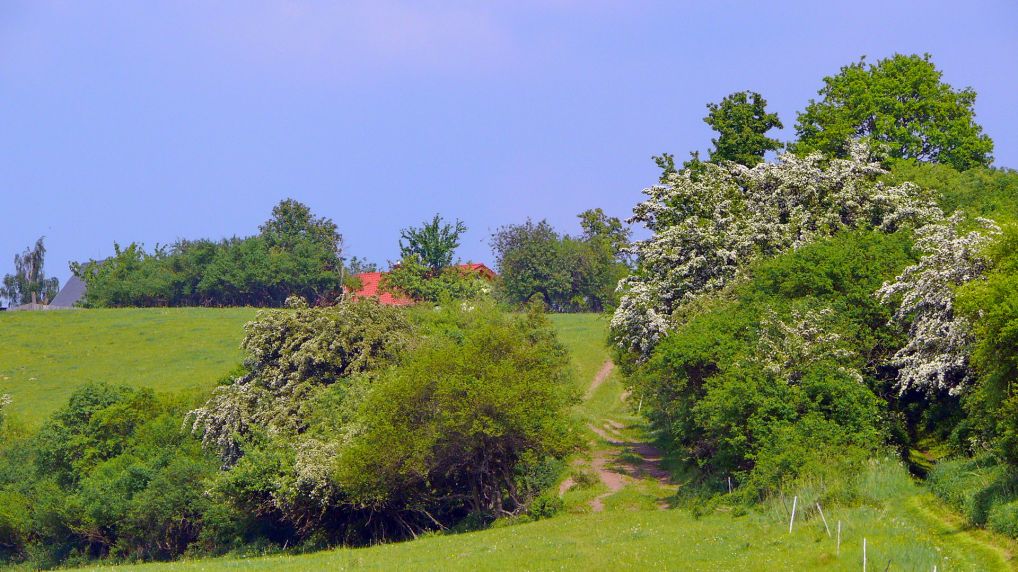 Rostocker Schweiz - Naturschutzgebiet Ksterbeck