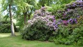 Rhododendron-Park