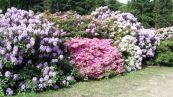 Rhododendron-Park