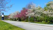 Japanische Bltenkirsche ( Prunus serrulata )