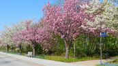 Japanische Bltenkirsche ( Prunus serrulata )