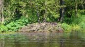 Die Peene