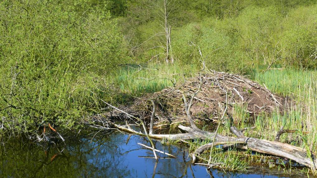 Peene und Kummerower See