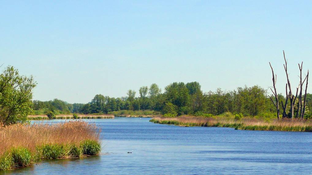 Die Peene