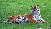 Sibirische Tiger  Panthera tigris altaica