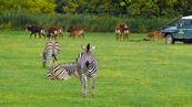 Steppenzebra  Equus quagga