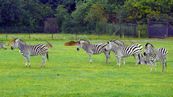 Steppenzebra  Equus quagga