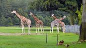 Giraffe  Giraffa camelopardalis