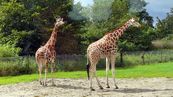 Giraffe  Giraffa camelopardalis