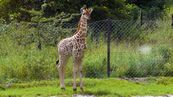 Giraffe  Giraffa camelopardalis