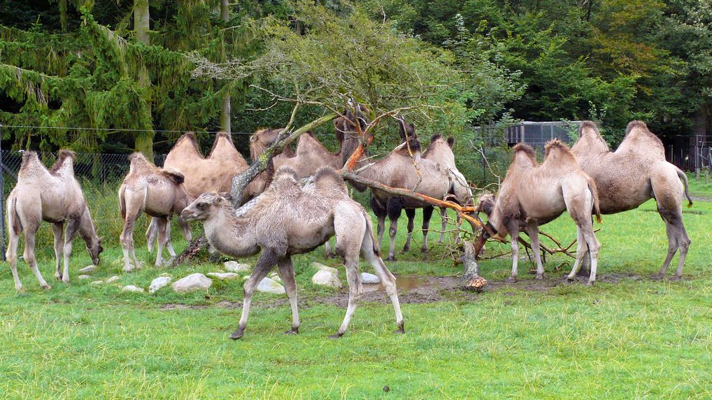 Baktrisches Kamel  Camelus bactrianus