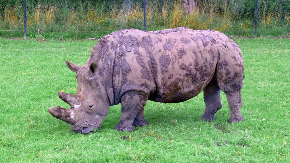 Breitmaulnashorn  Ceratotherium simum