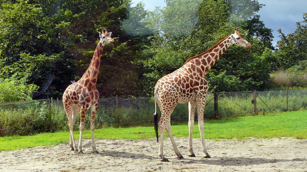 Giraffe  Giraffa camelopardalis