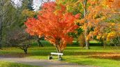 Fcher-Ahorn ( Acer palmatum )