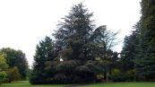 Atlas-Zeder ( Cedrus atlantica )