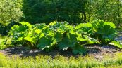 Mammutblatt ( Gunnera manicata )