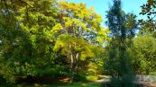 Chinesischer Korkbaum ( Phellodendron chinense )