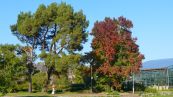 Waldkiefer ( Pinus sylvestris ) und Amerikanischer Amberbaum ( Liquidambar styraciflua )