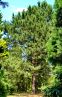 Schwarzkiefer ( Pinus nigra )