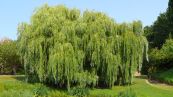 Silber-Weide ( Salix alba Tristis-Trauerweide )