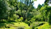 Silber-Weide ( Salix alba )