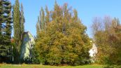 Winter-Linde ( Tilia cordata )