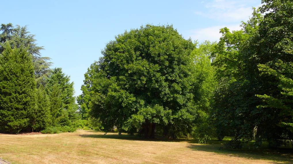 Schneeball-Ahorn ( Acer opalus )