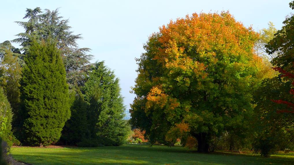 Schneeball-Ahorn ( Acer opalus )