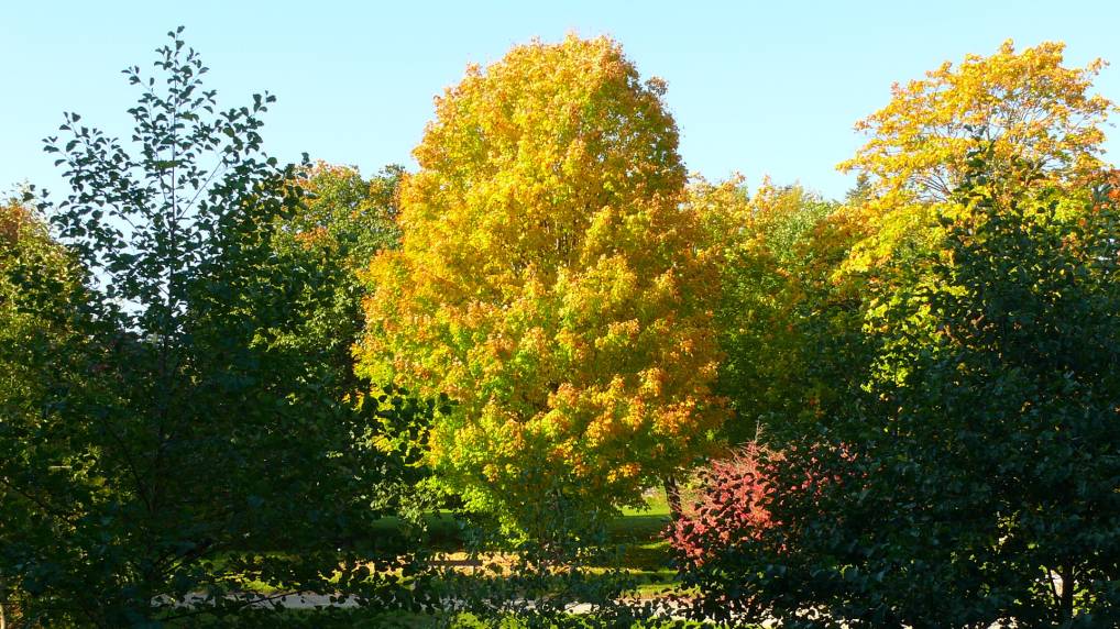 Zucker-Ahorn ( Acer saccharum )