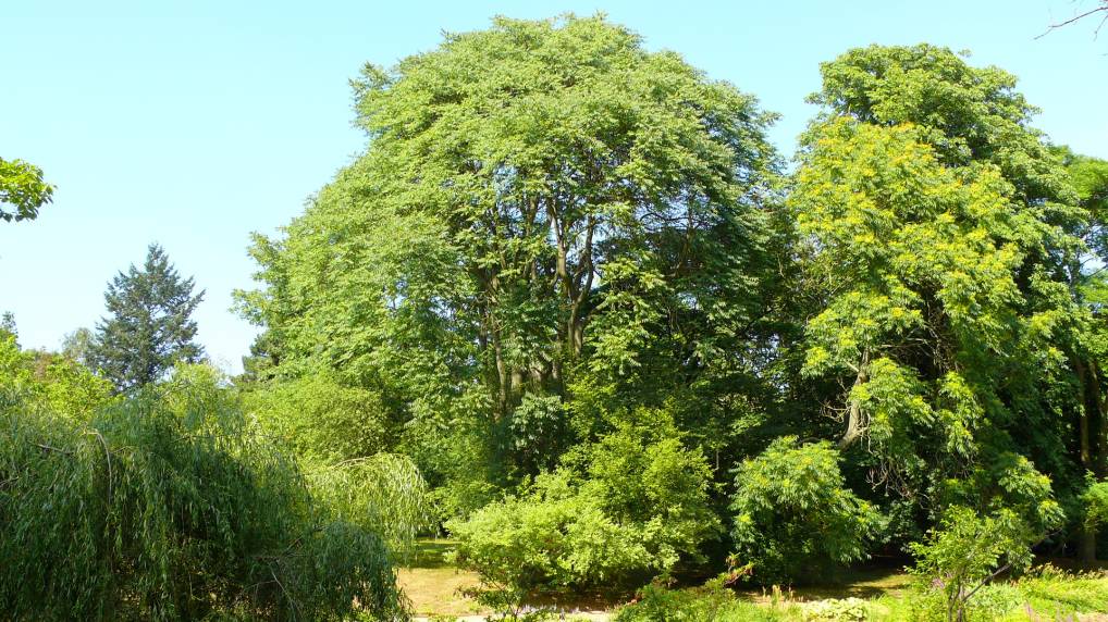 Gtterbaum ( Ailanthus altissima )