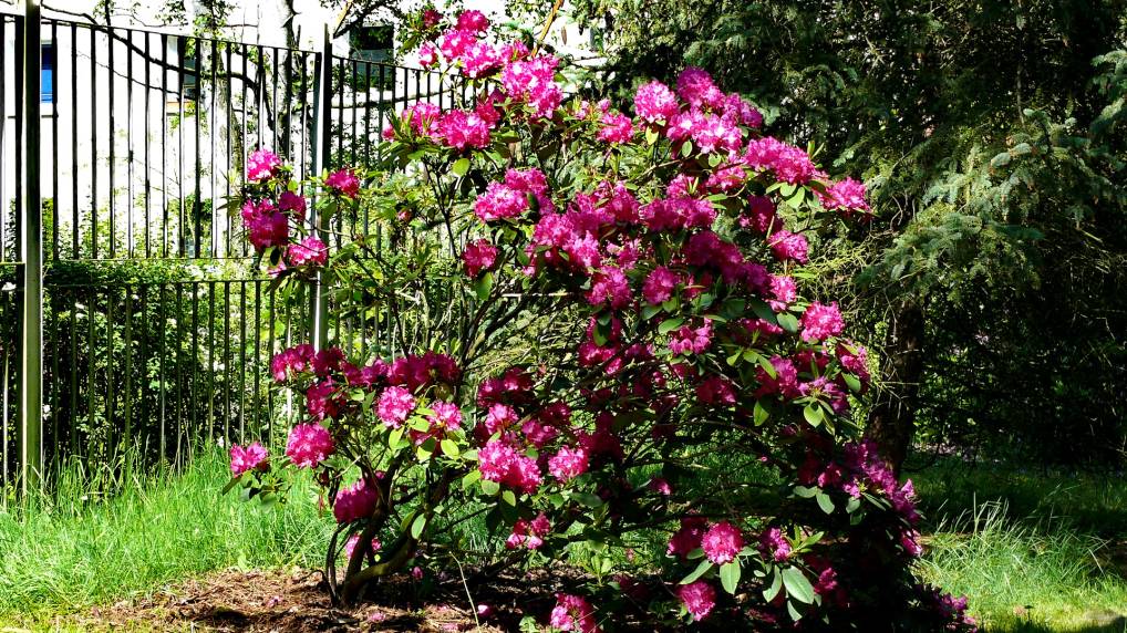 Botanischen Garten der Universitt Rostock