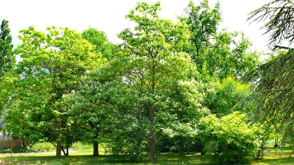 Trompetenbaum ( Catalpa fargesii )