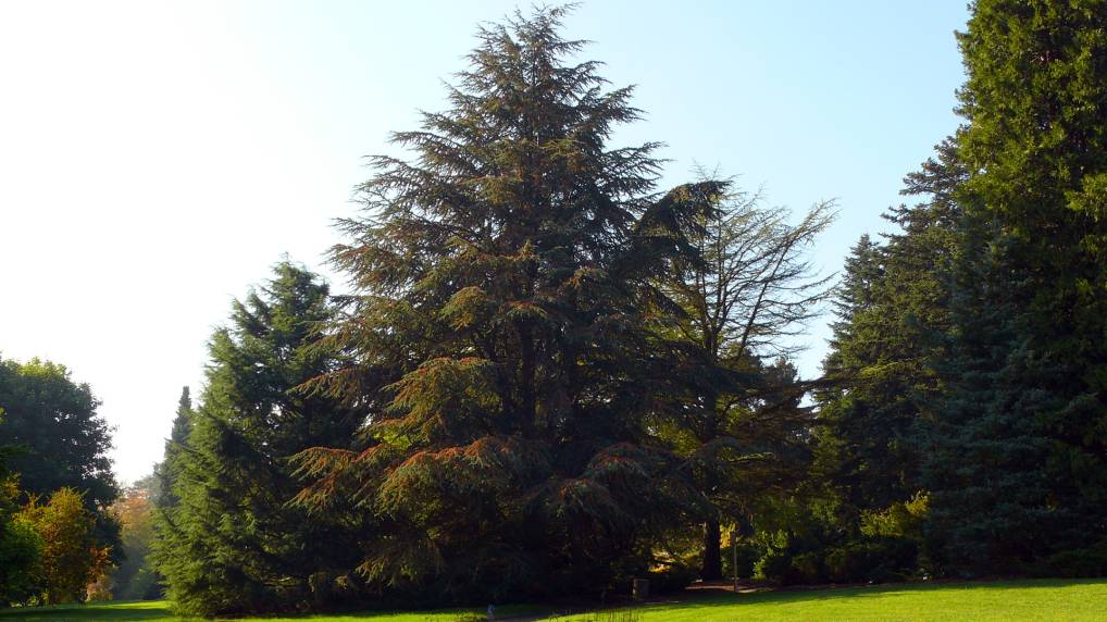 Atlas-Zeder ( Cedrus atlantica )