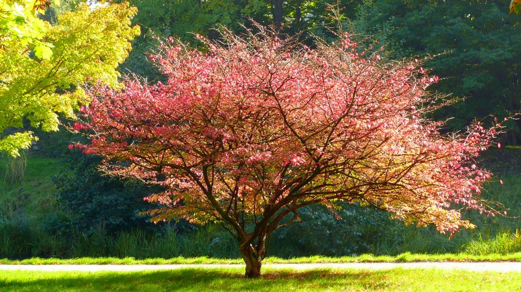 Flgel-Spindelstrauch ( Euonymus alatus )