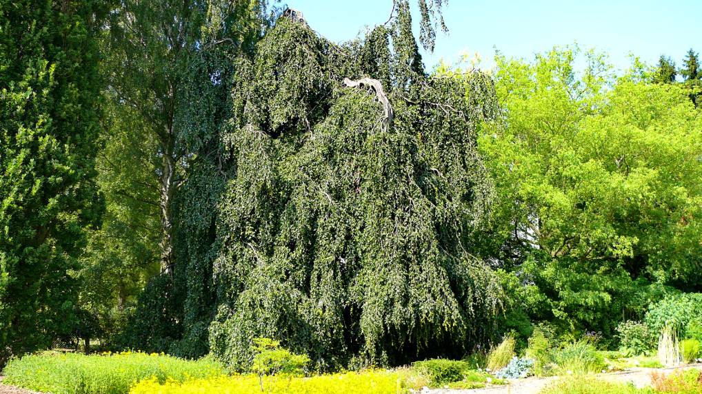 Hnge-Buche ( Fagus sylvatica f. pendula )