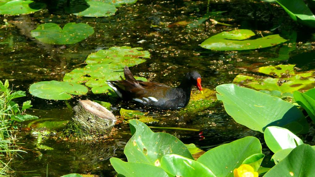 Teichralle ( Gallinula chloropus )