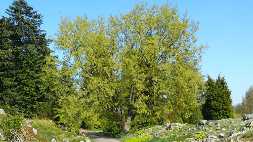 Europische Hopfenbuche ( Ostrya carpinifolia )