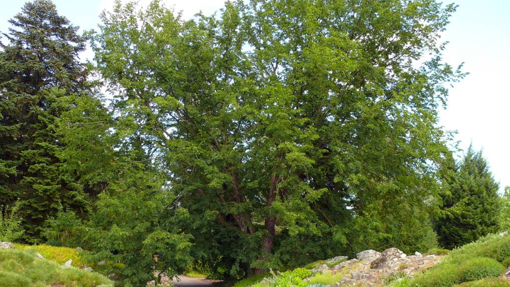 Europische Hopfenbuche ( Ostrya carpinifolia )