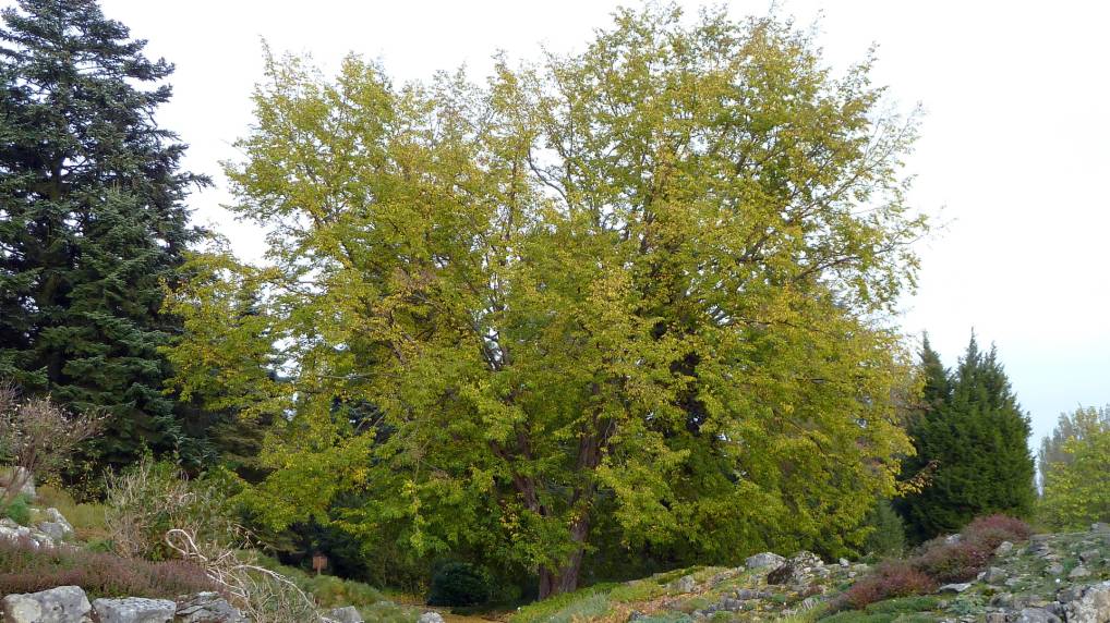 Europische Hopfenbuche ( Ostrya carpinifolia )