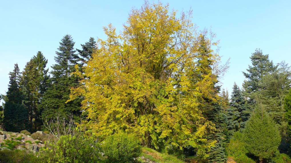 Europische Hopfenbuche ( Ostrya carpinifolia )