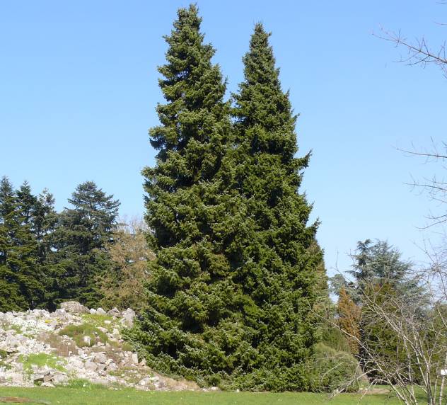 Serbische Fichte ( Picea omorika )