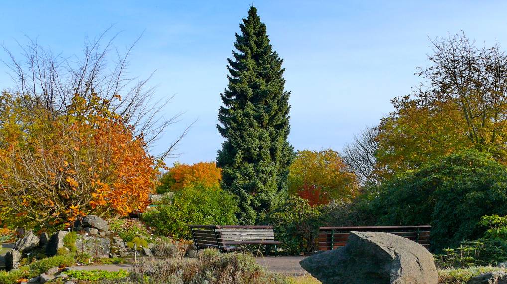 Serbische Fichte ( Picea omorika )