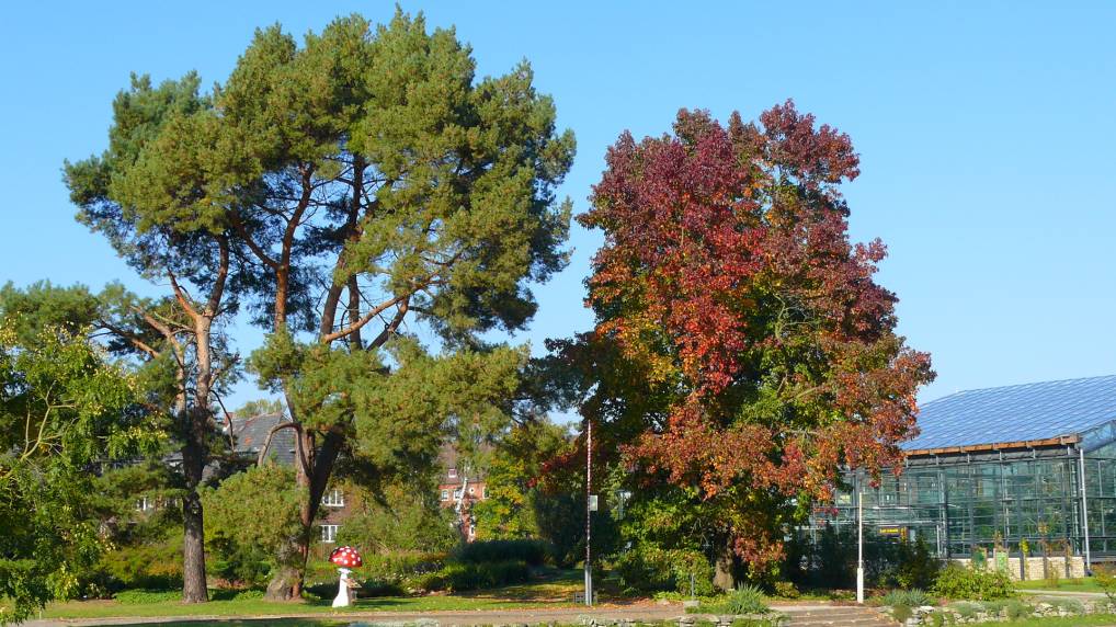 Waldkiefer ( Pinus sylvestris ) und Amerikanischer Amberbaum ( Liquidambar styraciflua )