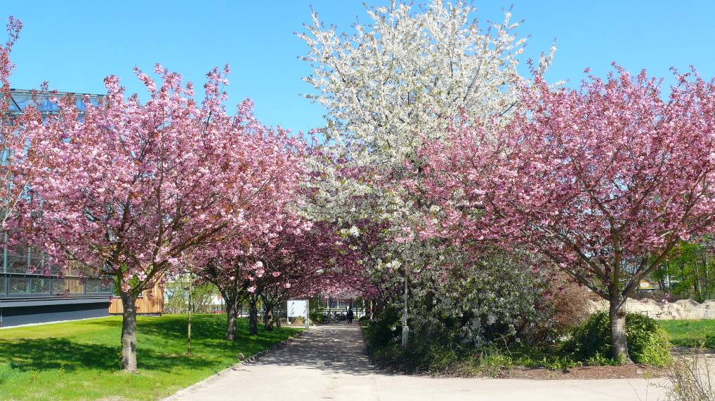 Japanische Bltenkirsche ( Prunus serrulata )